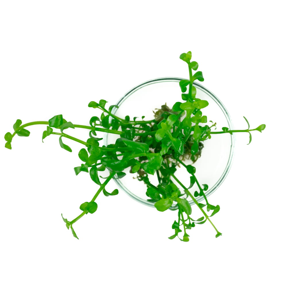 Bacopa monnieri DROBNOLISTNA in vitro 10 sadzonek